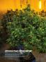 Page: - 62 | High Times