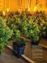 Page: - 63 | High Times
