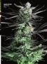 Page: - 67 | High Times