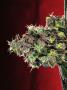 Page: - 68 | High Times