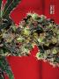 Page: - 69 | High Times