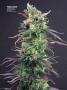 Page: - 70 | High Times