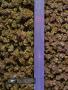 Page: - 18 | High Times