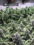 Page: - 20 | High Times
