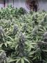 Page: - 21 | High Times