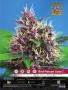 Page: - 39 | High Times