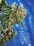 Page: - 63 | High Times