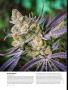 Page: - 64 | High Times