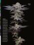 Page: - 65 | High Times