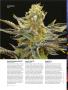 Page: - 66 | High Times