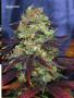 Page: - 67 | High Times