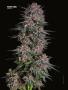 Page: - 70 | High Times