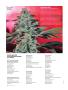Page: - 74 | High Times