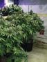 Page: - 79 | High Times