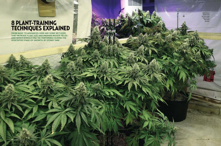 8 PLANT-TRAINING TECHNIQUES EXPLAINED