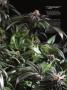 Page: - 107 | High Times