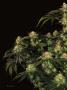 Page: - 16 | High Times