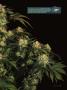 Page: - 17 | High Times