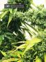 Page: - 20 | High Times
