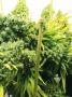 Page: - 21 | High Times
