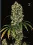 Page: - 43 | High Times