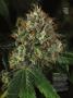 Page: - 48 | High Times