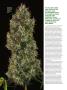 Page: - 50 | High Times