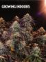 Page: - 63 | High Times