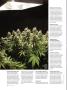 Page: - 66 | High Times