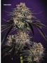 Page: - 67 | High Times