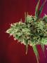 Page: - 68 | High Times