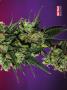 Page: - 69 | High Times