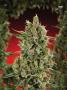 Page: - 70 | High Times