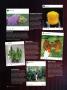 Page: - 80 | High Times