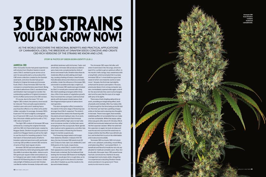 3 CBD STRAINS YOU CAN GROW NOW!
