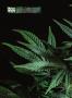 Page: - 16 | High Times