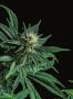 Page: - 17 | High Times
