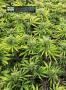 Page: - 18 | High Times
