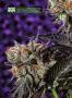 Page: - 20 | High Times