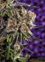 Page: - 21 | High Times