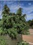 Page: - 55 | High Times