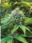 Page: - 67 | High Times