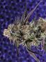 Page: - 68 | High Times