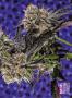 Page: - 69 | High Times