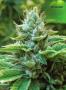 Page: - 70 | High Times
