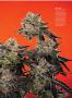 Page: - 79 | High Times