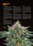 Page: - 82 | High Times