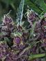 Page: - 17 | High Times