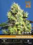 Page: - 25 | High Times