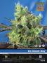 Page: - 55 | High Times